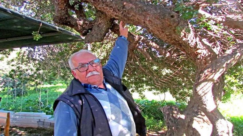 İzmir'de bu ağaçlardan altın damlıyor! Tam 25 bin fidan dikildi, 25 bini ise sırada