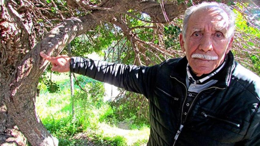 İzmir'de bu ağaçlardan altın damlıyor! Tam 25 bin fidan dikildi, 25 bini ise sırada
