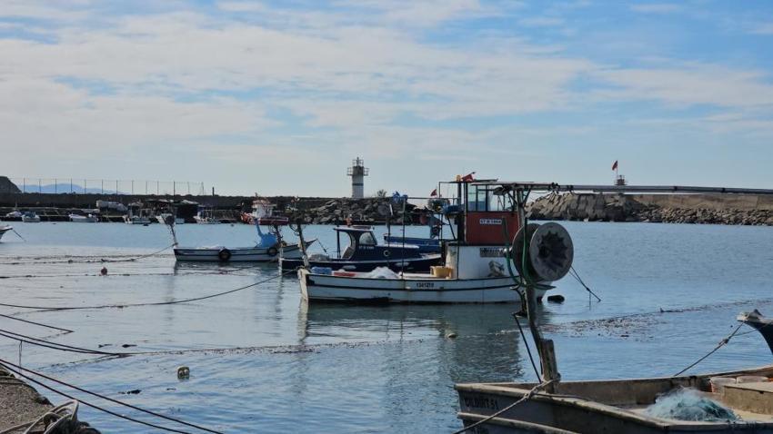 Zonguldak limanlarından 500 ton hamsi çıktı! Palamut yok, hamsi çok