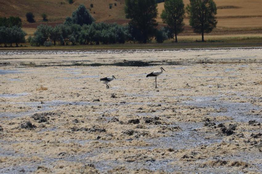 Sivas'ta bu görüntü tamamen değişti! Köylüler kara kara düşünüyordu, güzel haber geldi