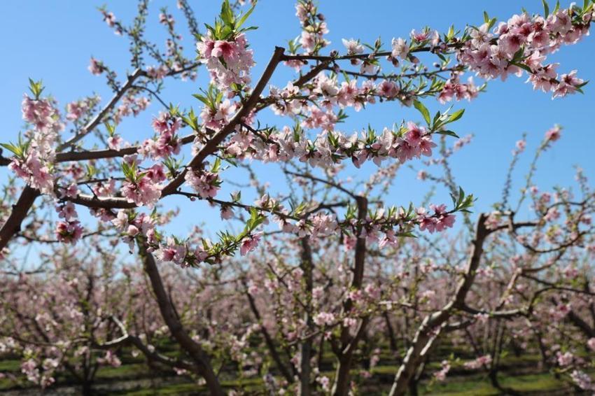 Kozan'da 'Yalancı bahar' alarmı: Şeftali ağaçları pembeye büründü!