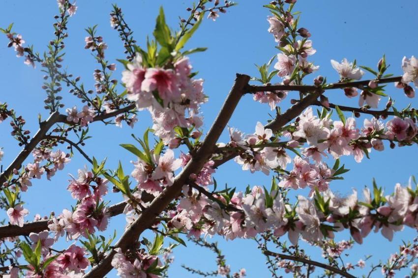 Kozan'da 'Yalancı bahar' alarmı: Şeftali ağaçları pembeye büründü!