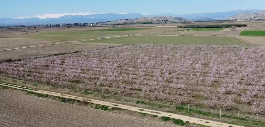 Kozan'da 'Yalancı bahar' alarmı: Şeftali ağaçları pembeye büründü!