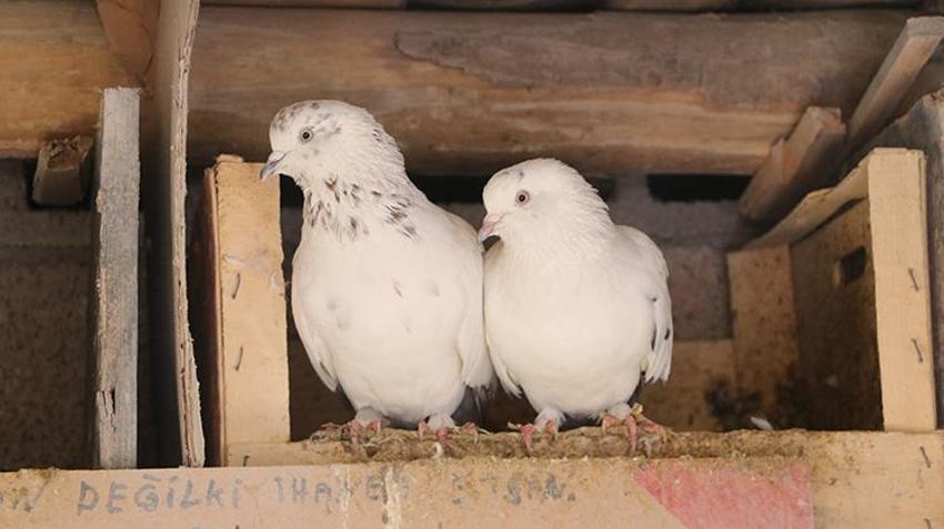 Babası bıraktı, o devraldı! Evinin damında besliyor, düğünlerden çıkıp onlara koşuyorlar