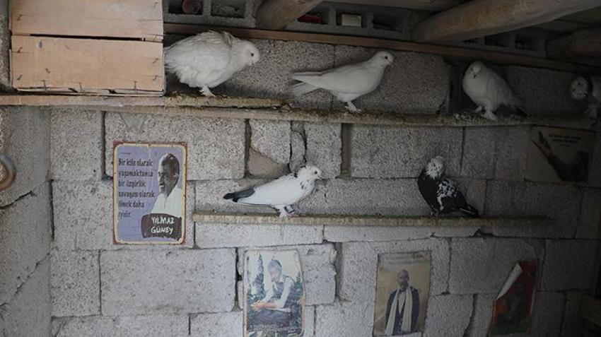 Babası bıraktı, o devraldı! Evinin damında besliyor, düğünlerden çıkıp onlara koşuyorlar