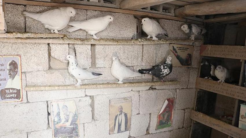 Babası bıraktı, o devraldı! Evinin damında besliyor, düğünlerden çıkıp onlara koşuyorlar