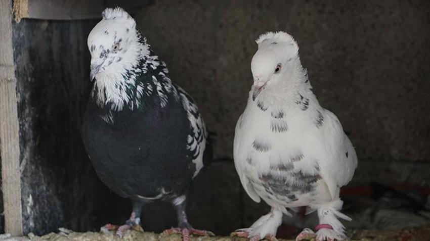 Babası bıraktı, o devraldı! Evinin damında besliyor, düğünlerden çıkıp onlara koşuyorlar
