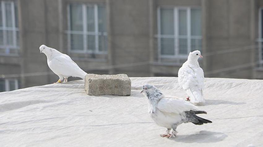 Babası bıraktı, o devraldı! Evinin damında besliyor, düğünlerden çıkıp onlara koşuyorlar