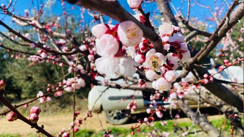 Manisa Salihli’de sert çekirdekli meyveler için ‘Monilya’ uyarısı