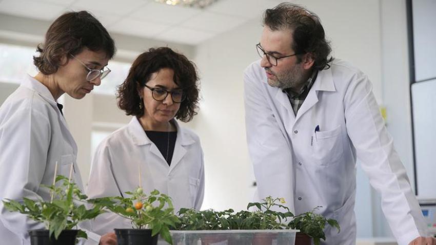 Türk bilim insanları yaptı: Ay ve Mars regolitleri benzerinde domates yetiştirildi
