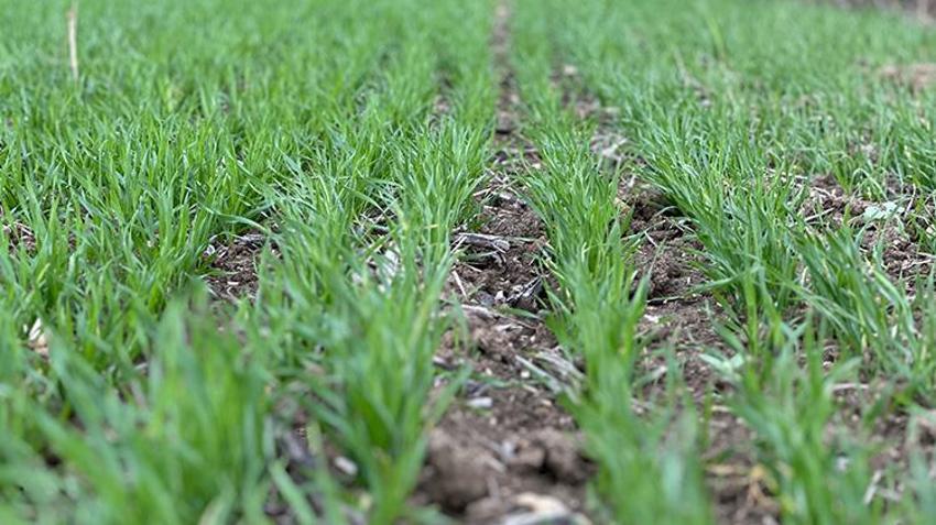 Edirne'de kurak günler geride kaldı! Üretici artık ürünü kuru toprağa ekmiyor