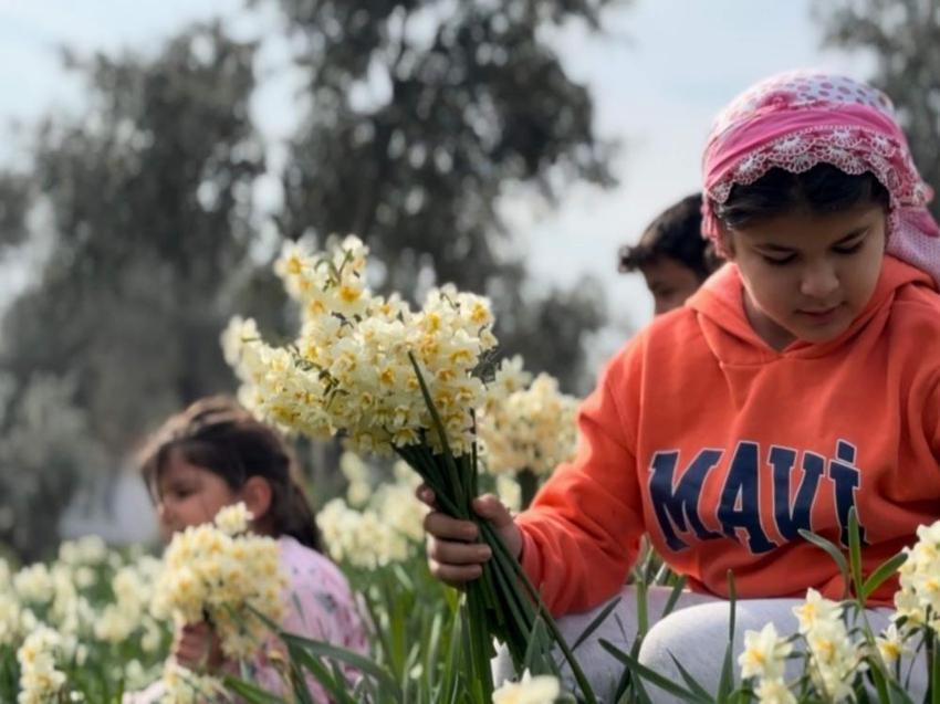 Beyaz altın hasadı başladı! Bir ilçenin geçim kaynağı oldu: Faydaları saymakla bitmiyor