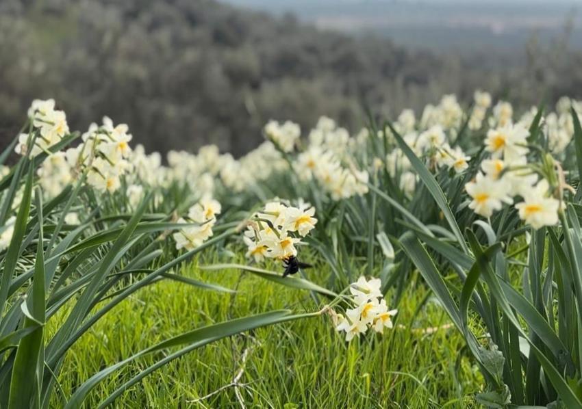 Beyaz altın hasadı başladı! Bir ilçenin geçim kaynağı oldu: Faydaları saymakla bitmiyor