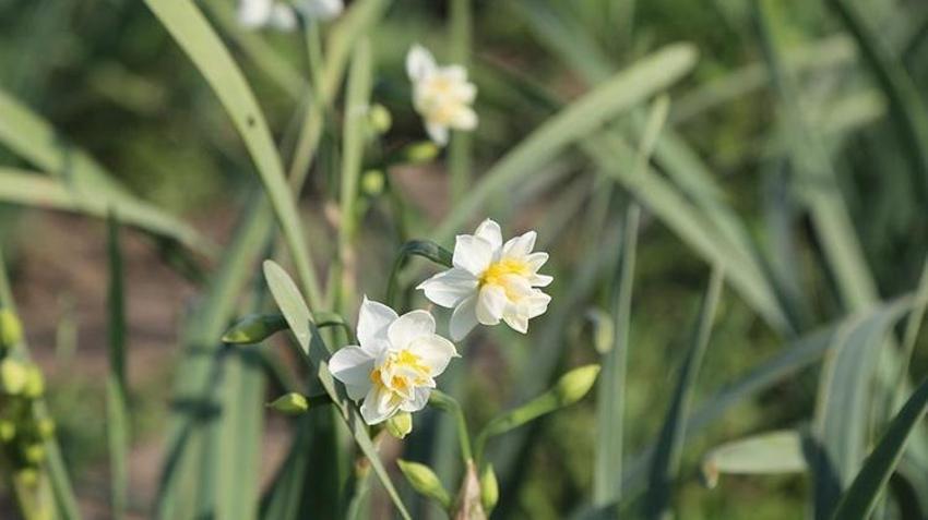 Beyaz altın hasadı başladı! Bir ilçenin geçim kaynağı oldu: Faydaları saymakla bitmiyor