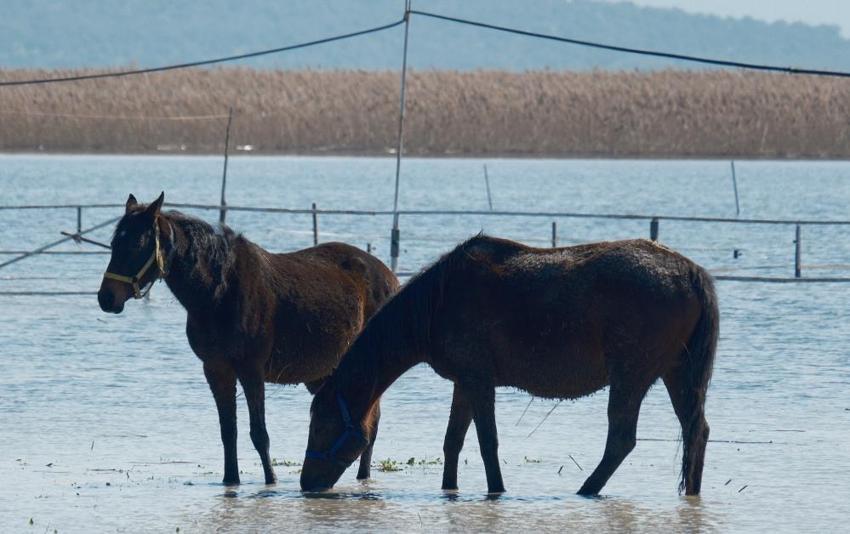 Bursa Karacabey'de tarım arazileri göl oldu, milyonluk yarış atları sular içinde kaldı!