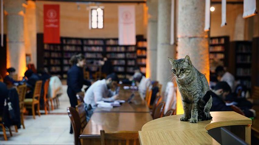 Adana'da tarih ve kitap bir arada! 181 yıllık Kilise kütüphaneye dönüştü! 65 bin ziyaretçi akın etti