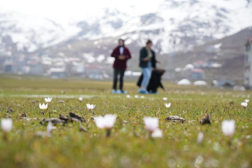 Muş Ovası'nda ilk kez açtı: Şubat ayında herkesi şaşırttı