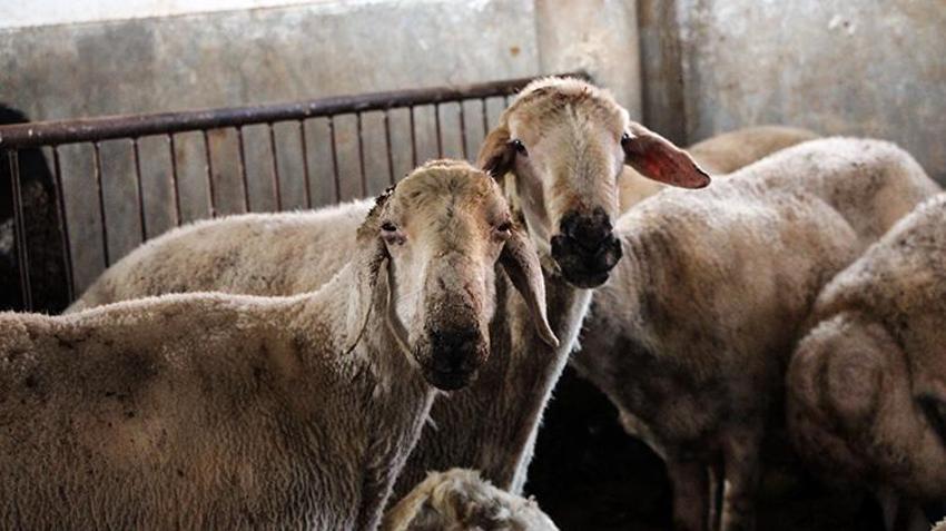 Adana'da hayvancılıkta tarihi destek: 14,5 milyar liralık bütçe gençlere ve kadınlara ayrıldı! 2 yıl ödemesiz, faizsiz kredi ve bakım desteği