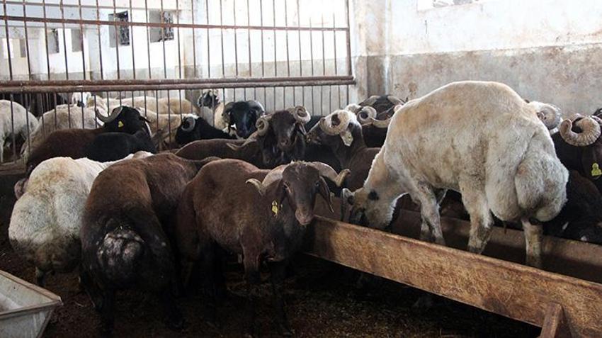 Adana'da hayvancılıkta tarihi destek: 14,5 milyar liralık bütçe gençlere ve kadınlara ayrıldı! 2 yıl ödemesiz, faizsiz kredi ve bakım desteği