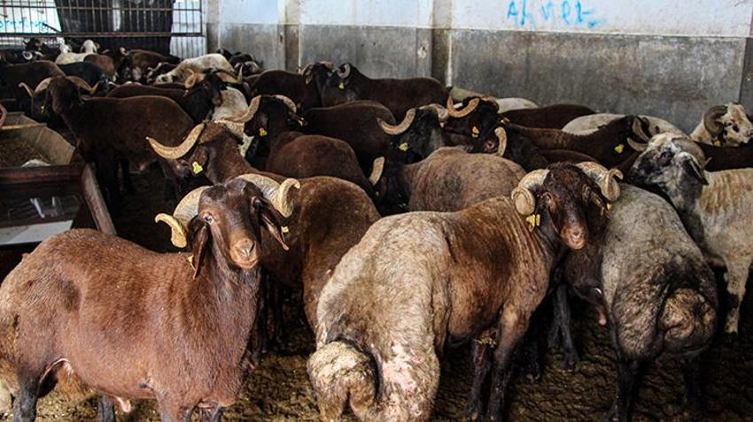 Adana'da hayvancılıkta tarihi destek: 14,5 milyar liralık bütçe gençlere ve kadınlara ayrıldı! 2 yıl ödemesiz, faizsiz kredi ve bakım desteği