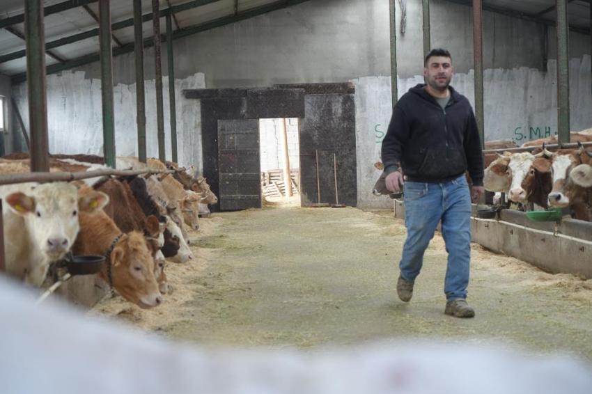 Bayburt’ta üreticiye 50 milyonluk dev destek: 3 bin 365 ton yem dağıtıldı! Hayvancılık yeniden canlanıyor