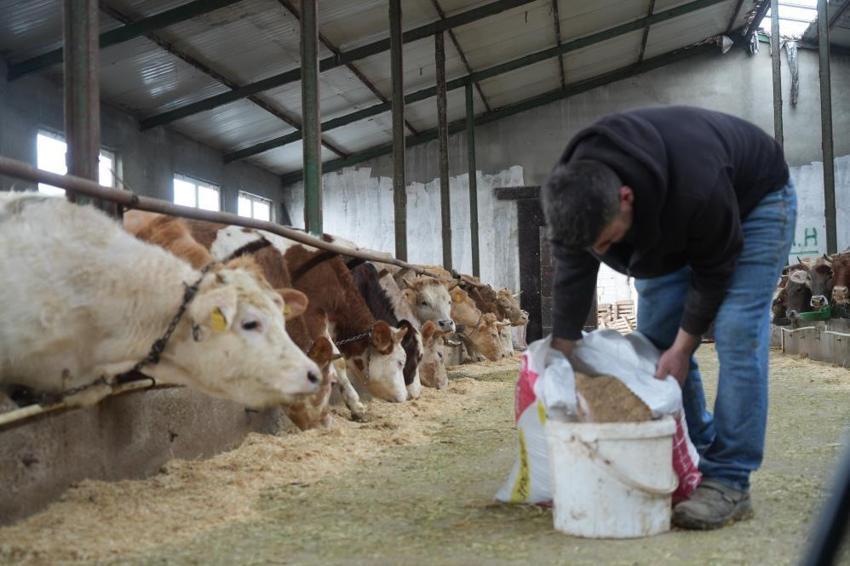 Bayburt’ta üreticiye 50 milyonluk dev destek: 3 bin 365 ton yem dağıtıldı! Hayvancılık yeniden canlanıyor