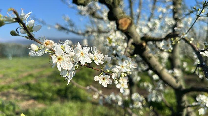 Bursa'da üreticiyi korkutan manzara! Meyve ağaçları çiçek açtı