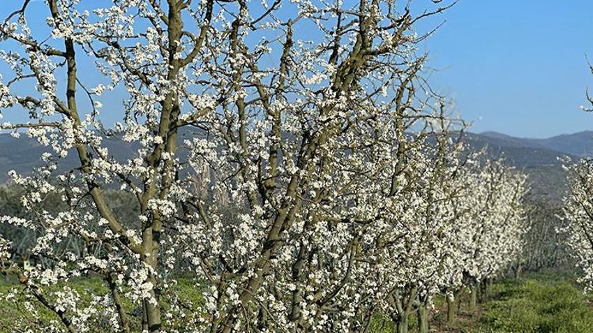 Bursa'da üreticiyi korkutan manzara! Meyve ağaçları çiçek açtı