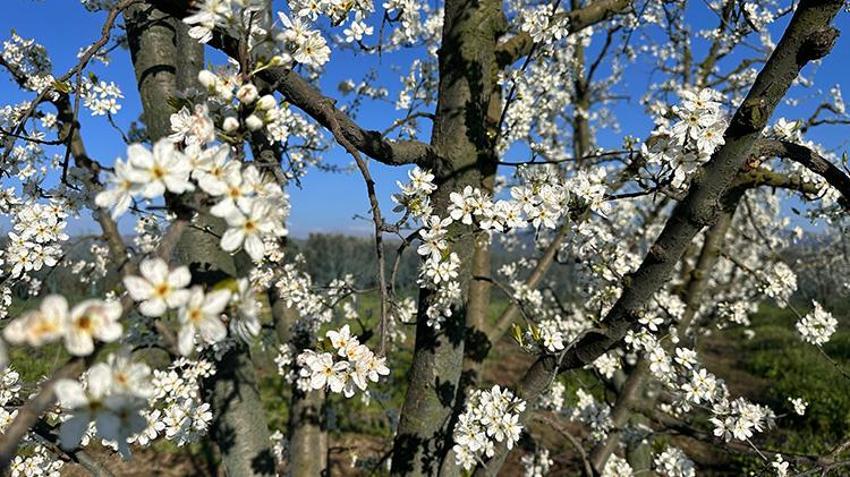 Bursa'da üreticiyi korkutan manzara! Meyve ağaçları çiçek açtı
