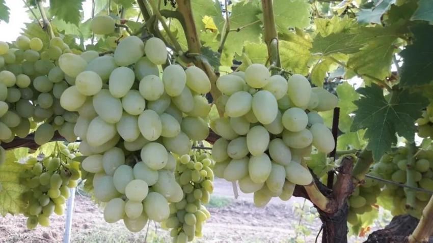 Bağcılıkta yeni dönem! Resmen tescillendi: Üreticinin yeni gözdesi olacak