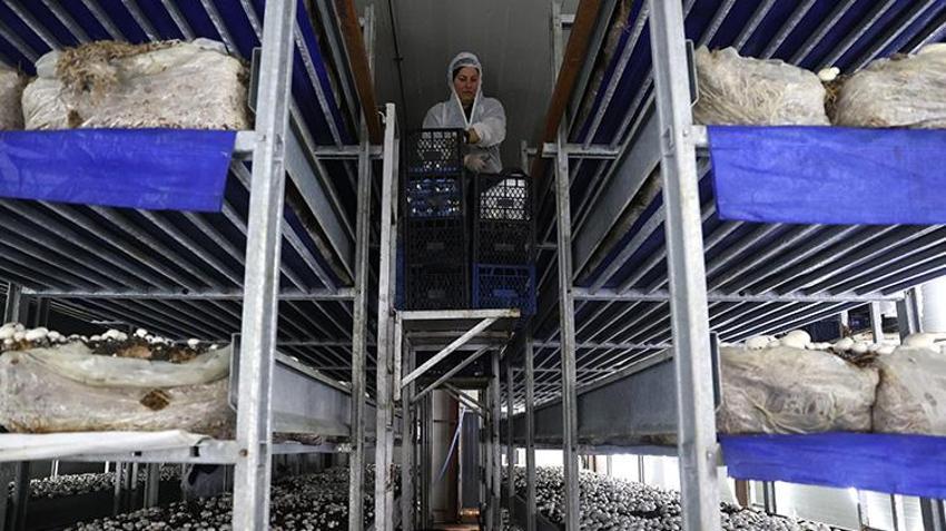 İngilizce öğretmenliğini bırakıp girişimci oldu! Devlet desteğiyle devasa tesisini kurdu
