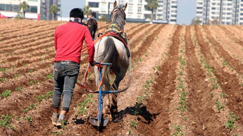 Tarlaya atlı sabanla girdi! Adana'da çekilen görüntüler tartışma yarattı