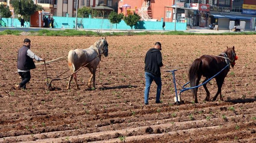 Tarlaya atlı sabanla girdi! Adana'da çekilen görüntüler tartışma yarattı