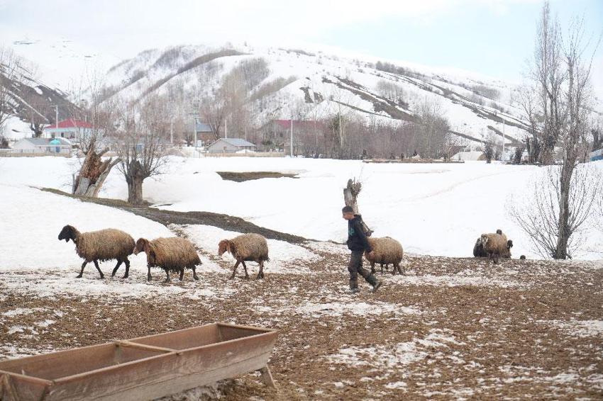 Muş'ta kış ve bahar aynı anda yaşanıyor! Kar kalınlığı 2 metreyi bulurken, Muş Ovası'nda bahar havası etkisini göstermeye başladı