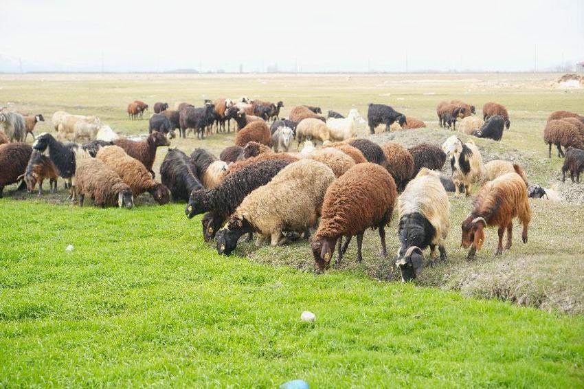 Muş'ta kış ve bahar aynı anda yaşanıyor! Kar kalınlığı 2 metreyi bulurken, Muş Ovası'nda bahar havası etkisini göstermeye başladı
