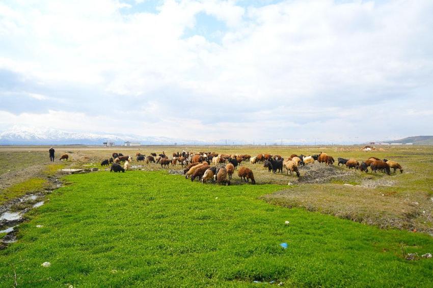 Muş'ta kış ve bahar aynı anda yaşanıyor! Kar kalınlığı 2 metreyi bulurken, Muş Ovası'nda bahar havası etkisini göstermeye başladı