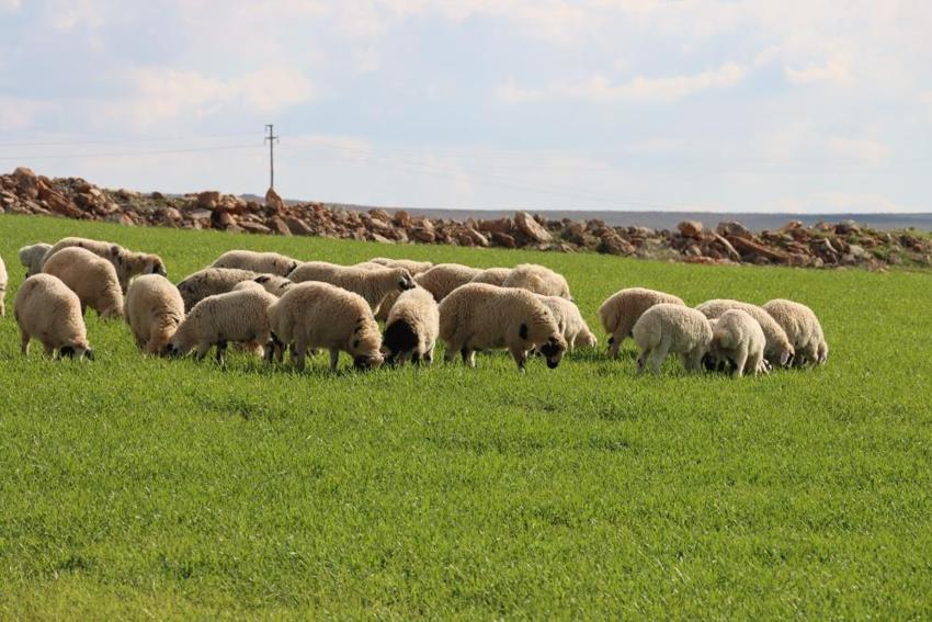Şanlıurfa'da örtüler kalktı: Çiftçinin yüzünü güldüren destek geldi