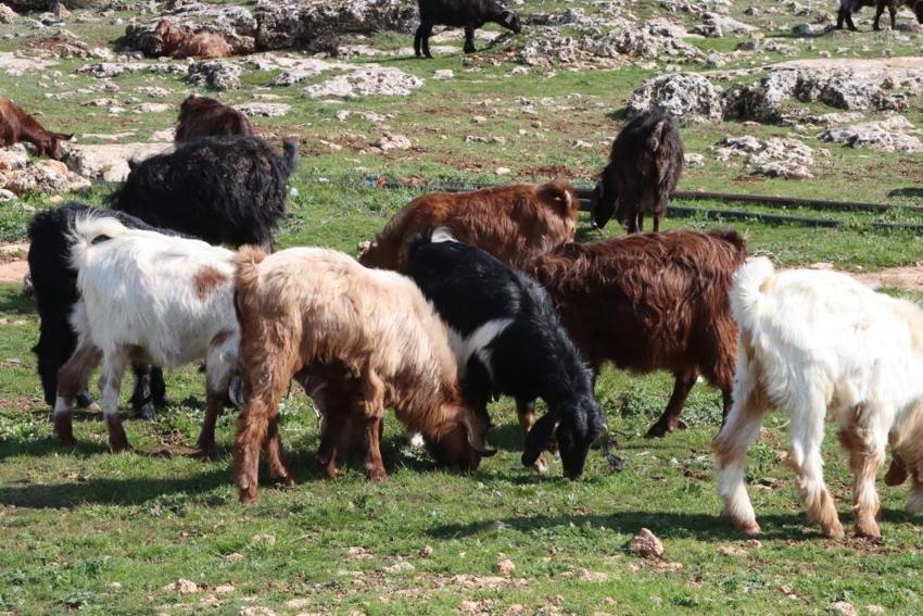 Şanlıurfa'da örtüler kalktı: Çiftçinin yüzünü güldüren destek geldi