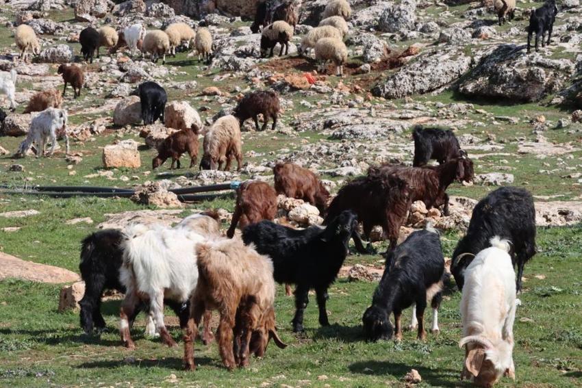 Şanlıurfa'da örtüler kalktı: Çiftçinin yüzünü güldüren destek geldi
