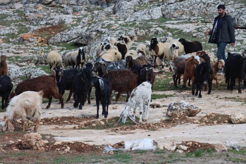 Şanlıurfa'da örtüler kalktı: Çiftçinin yüzünü güldüren destek geldi
