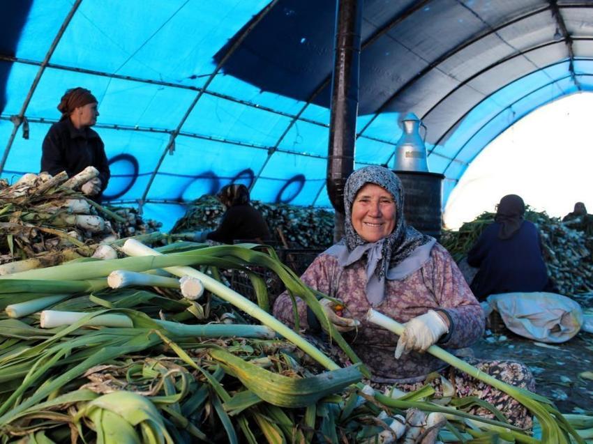 Lüleburgaz'ın dev gelir kaynağında hasat başladı! Tarlada değeri ikiye katlanıyor