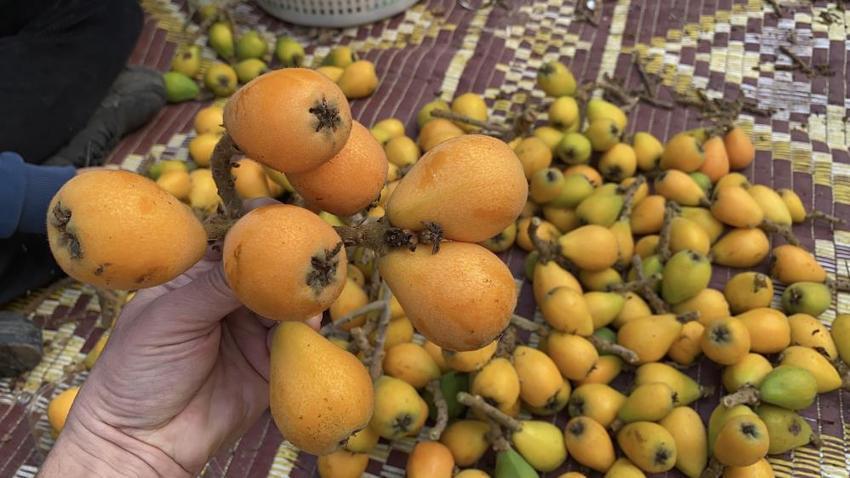 Mersin'de 'sarı altın' hasadı başladı! Üretici bile şaşırdı bu duruma: İlk paketler Dubai yolcusu