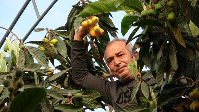 Mersin'de 'sarı altın' hasadı başladı! Üretici bile şaşırdı bu duruma: İlk paketler Dubai yolcusu