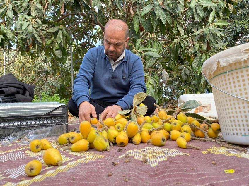 Mersin'de 'sarı altın' hasadı başladı! Üretici bile şaşırdı bu duruma: İlk paketler Dubai yolcusu