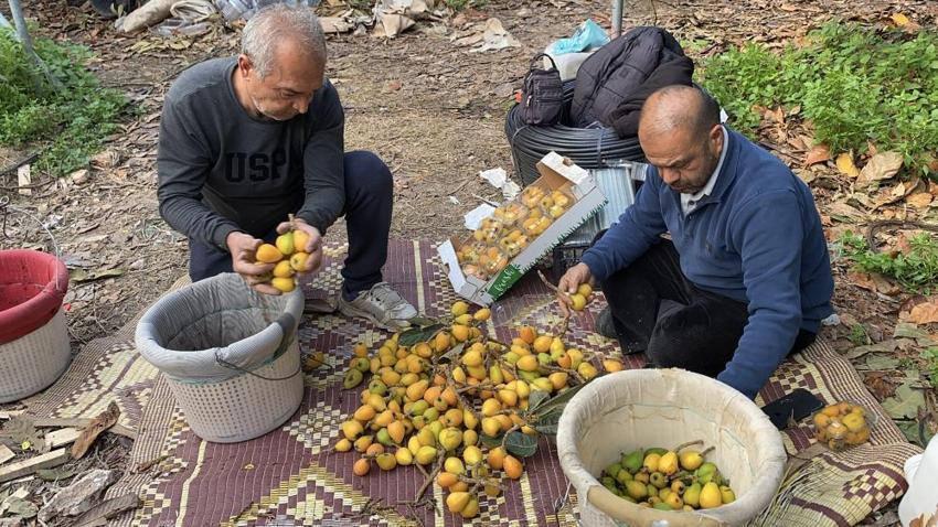 Mersin'de 'sarı altın' hasadı başladı! Üretici bile şaşırdı bu duruma: İlk paketler Dubai yolcusu