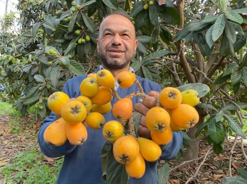 Mersin'de 'sarı altın' hasadı başladı! Üretici bile şaşırdı bu duruma: İlk paketler Dubai yolcusu