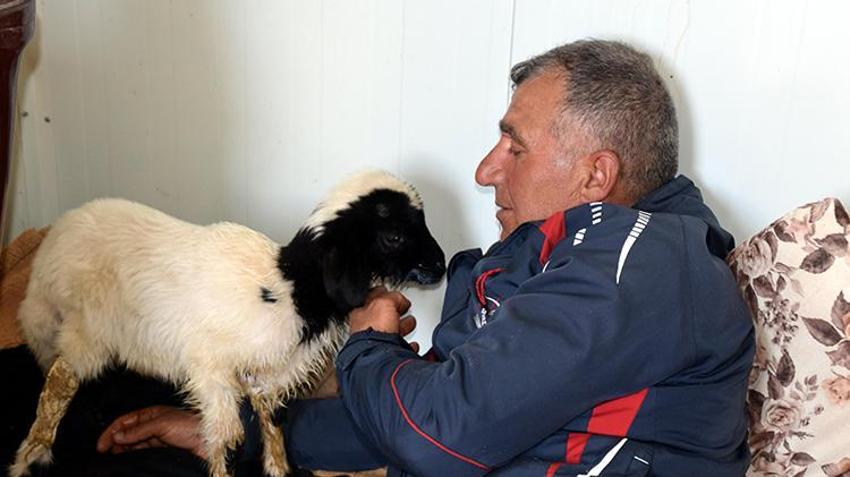 Soba başında bebek gibi bakılıyor: Annesi ölen kuzuya bebek gibi bakıyor: Karbeyaz artık evin üyesi oldu