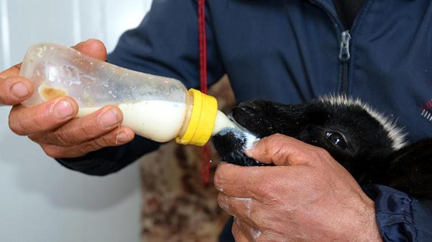 Soba başında bebek gibi bakılıyor: Annesi ölen kuzuya bebek gibi bakıyor: Karbeyaz artık evin üyesi oldu