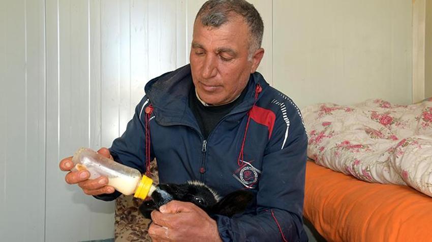 Soba başında bebek gibi bakılıyor: Annesi ölen kuzuya bebek gibi bakıyor: Karbeyaz artık evin üyesi oldu