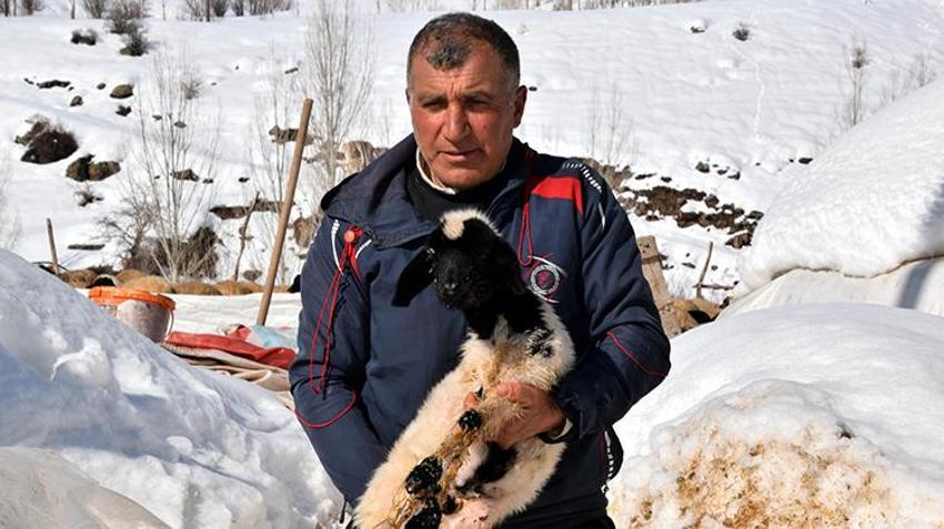 Soba başında bebek gibi bakılıyor: Annesi ölen kuzuya bebek gibi bakıyor: Karbeyaz artık evin üyesi oldu